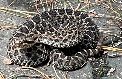 Hallan víbora de cascabel en Parque Bicentenario; Protección Civil de Metepec la asegura 