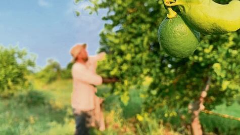 Por extorsión y clima, el limón cuesta el triple que hace 5 años