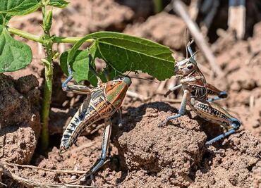 Sader refuerza control y erradicación de chapulines grandes en Zacatecas; crea brigadas para prevenir daños en maíz y frijol