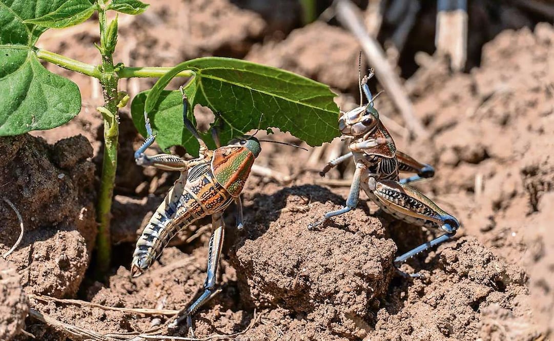 Los chapulines conocidos como “gordinflón” miden unos siete centímetros; dos son suficientes para afectar una parcela cuando las plantas aún son pequeñas. Foto: Diana Valdez / EL UNIVERSAL