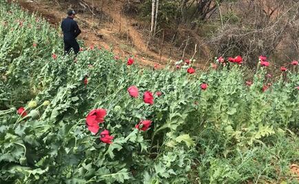 Destruye Policía Federal tres plantíos de marihuana y amapola en Sonora