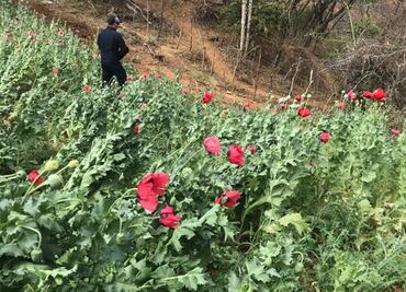 Destruye Policía Federal tres plantíos de marihuana y amapola en Sonora