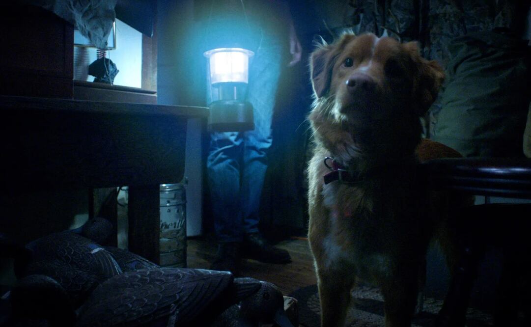 Good Boy: ¿de qué trata la película de terror que está causando conmoción en redes?; conoce su fecha de estreno en México