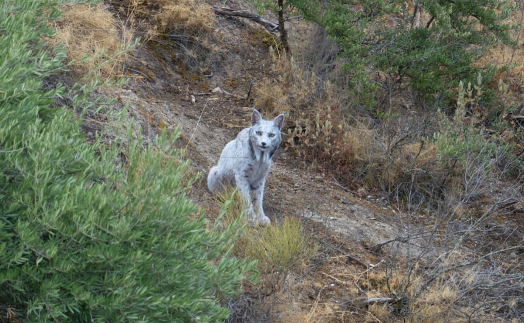 El objetivo es llegar a 3500 ejemplares y 750 hembras reproductoras de lince.