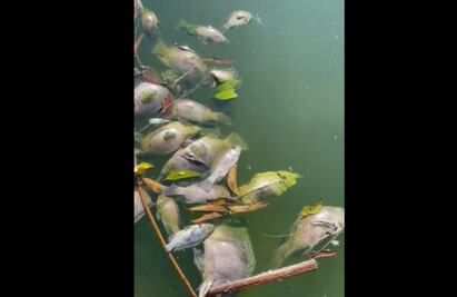 Investigan muerte masiva "atípica" de peces en el Lago de Chapultepec