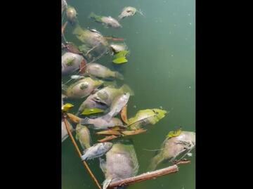 Investigan muerte masiva "atípica" de peces en el Lago de Chapultepec