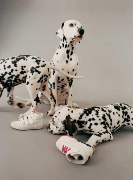 Perros y gatos son protagonistas en la nueva colección de Zara