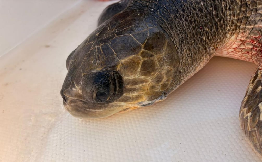 Conanp libera a tres tortugas atrapadas en una red fantasma (30/07/2026). Foto: Especial