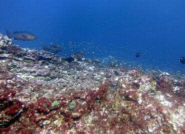 ¿En los "oasis" de coral está la clave para su supervivencia?