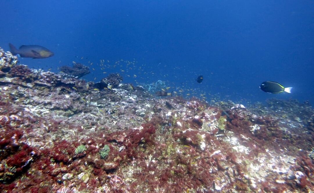 Foto: NOAA/Bernardo Vargas-Angel via AP, archivo