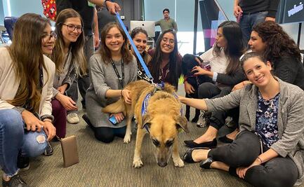 Volaris realiza donación a Rescate Animal luego de incidente con pasajero que destruyó transportadora
