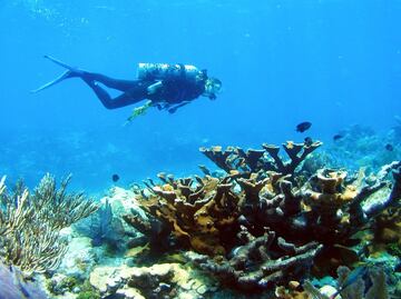 5 new reefs discovered in the Gulf of Mexico