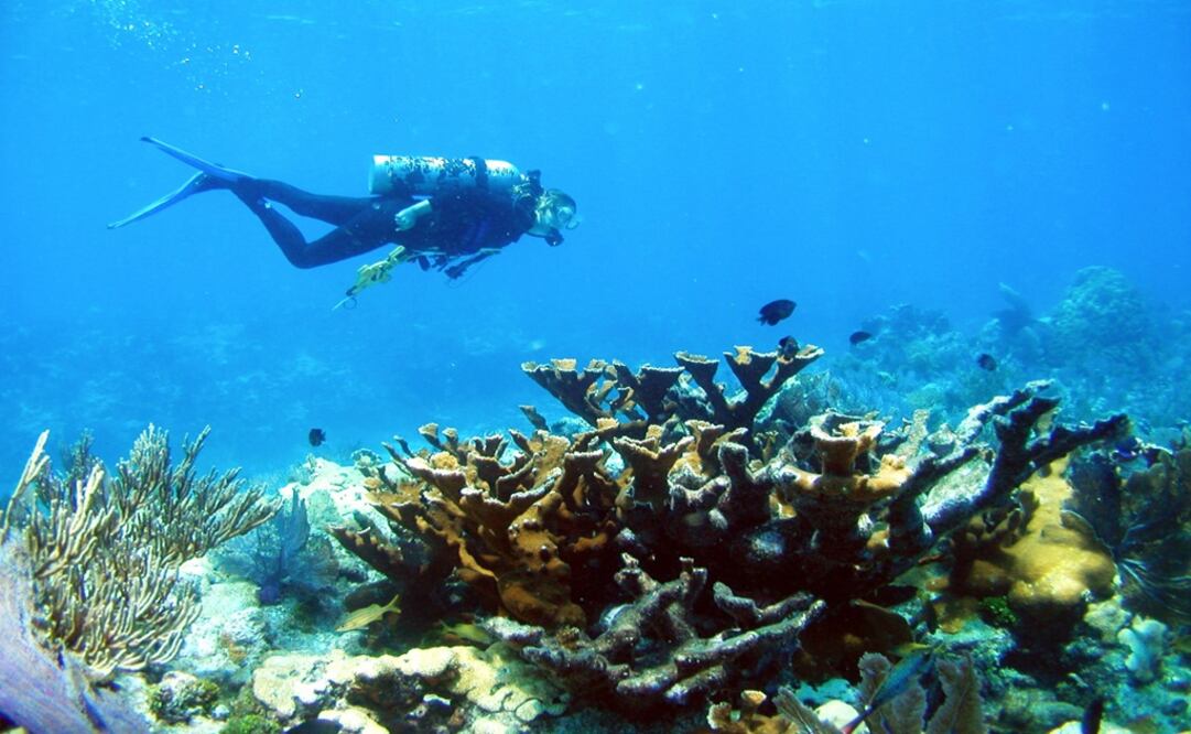Reefs are a fundamental piece in the food chain and works as refuges for sea species – Photo: James W. Porter/REUTERS