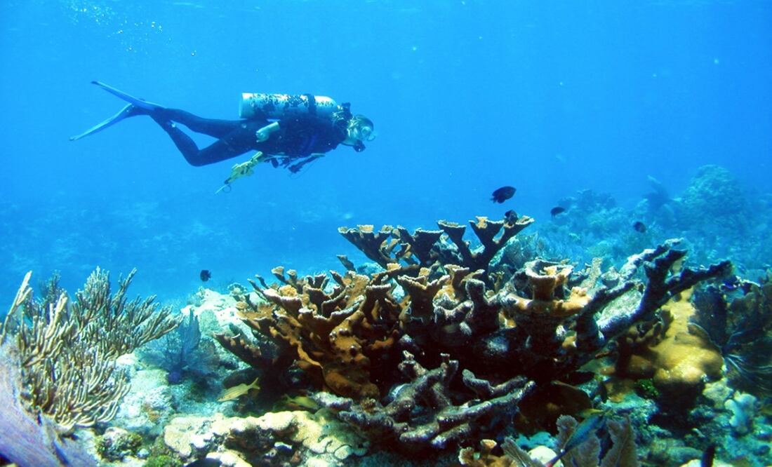 Reefs are a fundamental piece in the food chain and works as refuges for sea species – Photo: James W. Porter/REUTERS