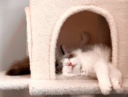 ¿Cómo cuidar a tu gato en temporada de frío? Conoce estos tips