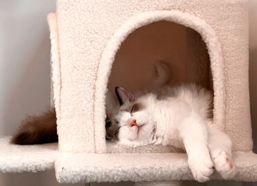 ¿Cómo cuidar a tu gato en temporada de frío? Conoce estos tips