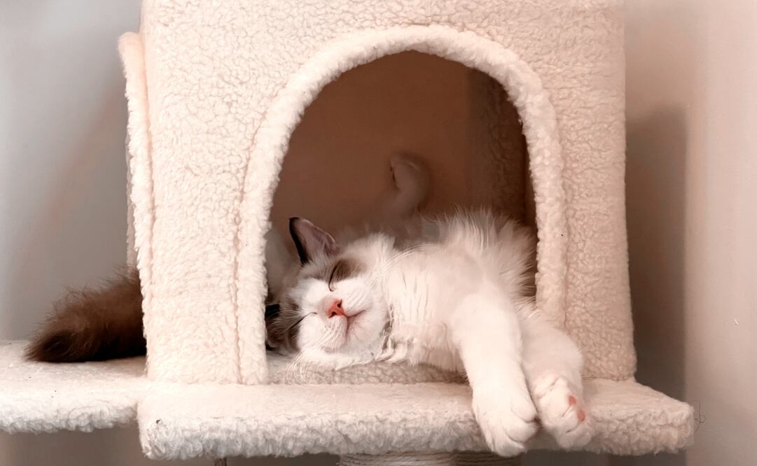 Conoce estos sencillos tips para evitar que tu gato pase una mala temporada de frío. Foto: Canva