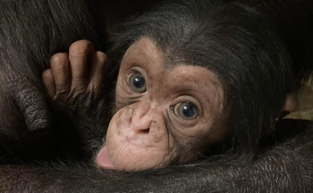 Foto: Tomada de facebook @Sedgwick County Zoo