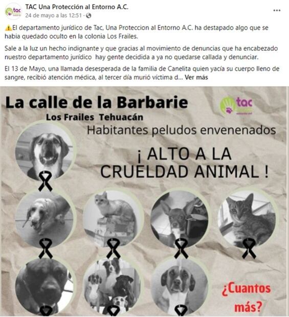 Causa indignación envenenamiento de 16 lomitos y michis en Puebla