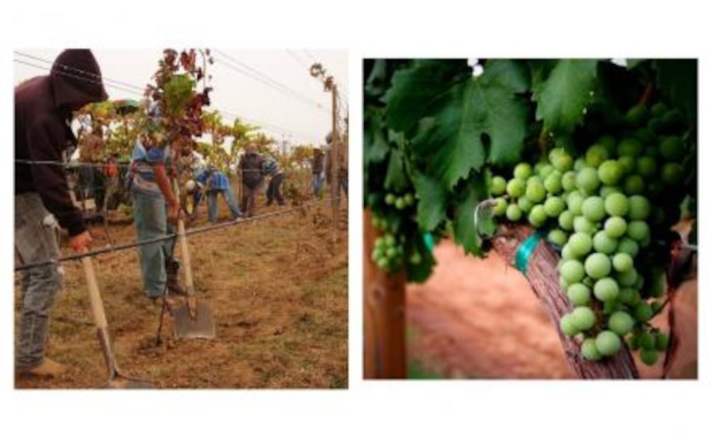 Descubre el vino del Bajío mexicano