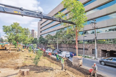 Plantan 6 mil árboles en 11 delegaciones