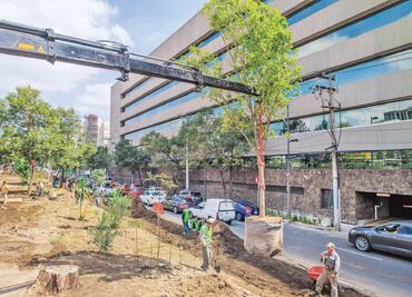 Plantan 6 mil árboles en 11 delegaciones