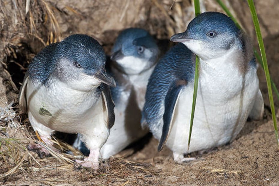 El pingüino hada es el más pequeño del mundo. Foto: TresPM.mx