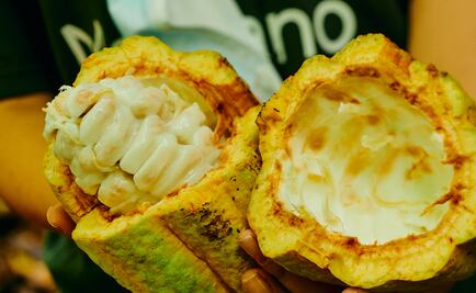 10 años de Mars respaldando a cacaoticultores mexicanos con el programa PAC