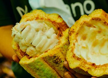 10 años de Mars respaldando a cacaoticultores mexicanos con el programa PAC