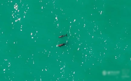 Confirman avistamiento de vaquitas marinas en el Golfo de California; "hay esperanza de supervivencia": Sea Shepherd