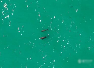 Confirman avistamiento de vaquitas marinas en el Golfo de California; "hay esperanza de supervivencia": Sea Shepherd