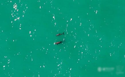 Confirman avistamiento de vaquitas marinas en el Golfo de California; "hay esperanza de supervivencia": Sea Shepherd