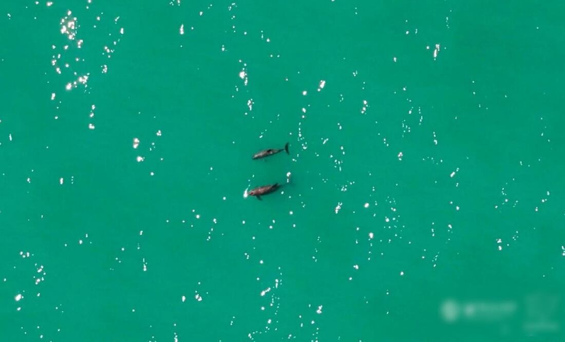 Confirman avistamiento de vaquitas marinas en el Golfo de California (29/10/2025). Foto: Especial / Conanp y Sea Shepherd