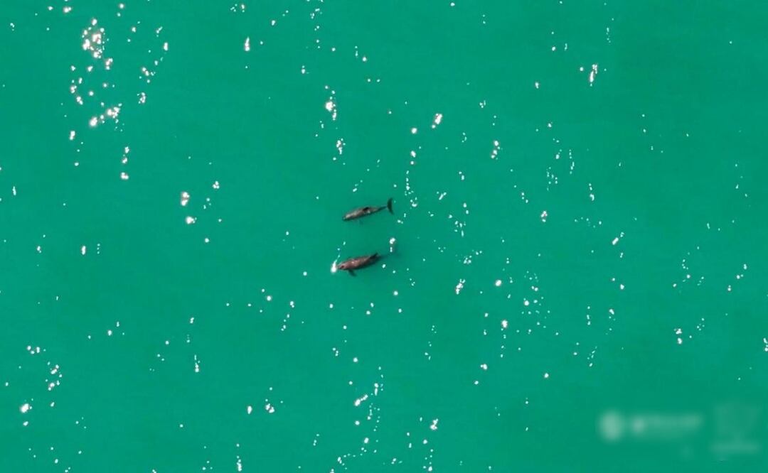 Confirman avistamiento de vaquitas marinas en el Golfo de California (29/10/2025). Foto: Especial / Conanp y Sea Shepherd