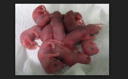 Desarrollan embriones de esperma de ratones sin usar óvulos