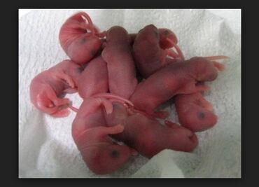 Desarrollan embriones de esperma de ratones sin usar óvulos