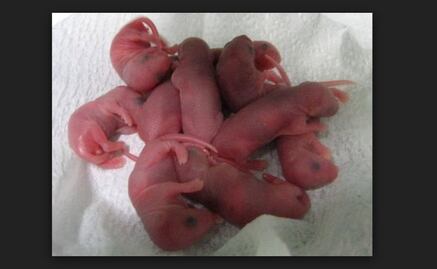 Desarrollan embriones de esperma de ratones sin usar óvulos