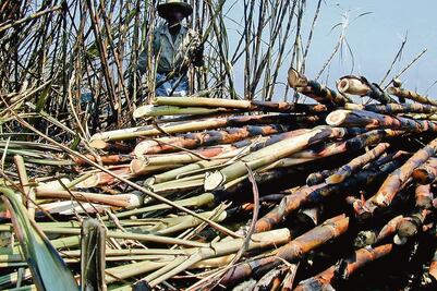 SCJN podría negar amparo a empresas azucareras