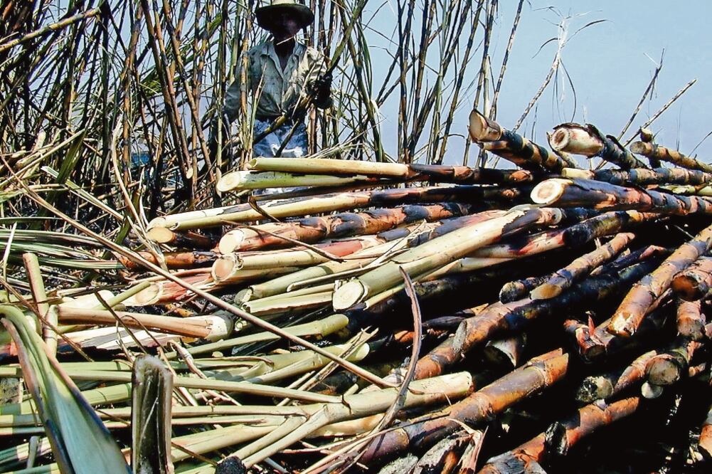 El gremio azucarero floreció hasta la década de los 80 y sufrió un declive derivado del endeudamiento de sus dueños y la crisis económica de 1994. (ARCHIVO EL UNIVERSAL)