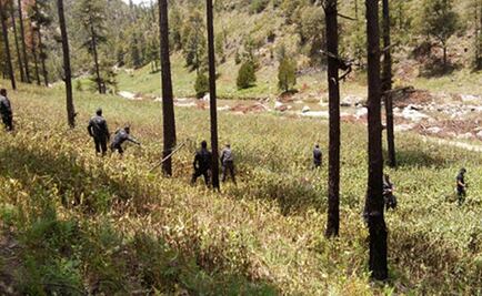 PGR destruye dos plantíos de amapola en Durango