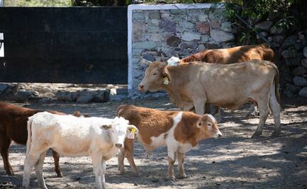 En Guanajuato encontramos un rancho regenerativo con la mejor carne orgánica