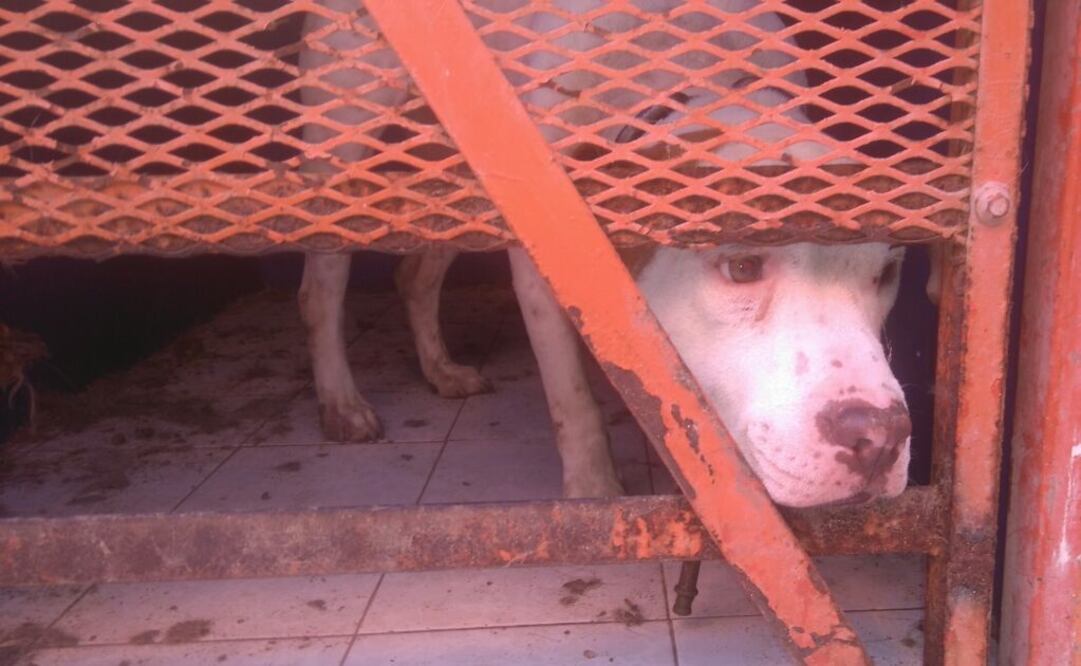 En el Centro de Control Canino de Torreón había perros sin agua ni comida y rodeados de heces fecales (Foto: Especial)