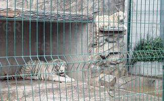 Aseguran dos tigres blancos en Durango; ya investigan procedencia