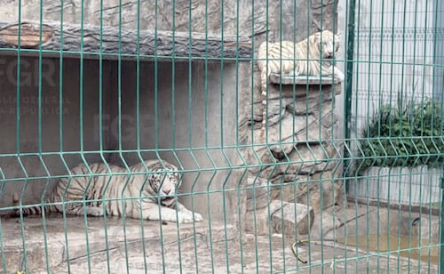 Aseguran dos tigres blancos en Durango; ya investigan procedencia