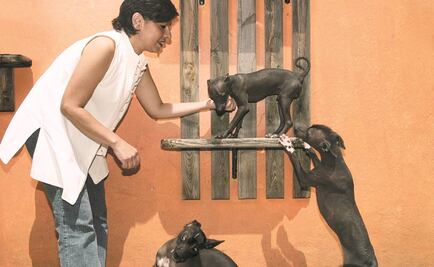 Declaran al Xoloitzcuintle patrimonio de la Ciudad de México
