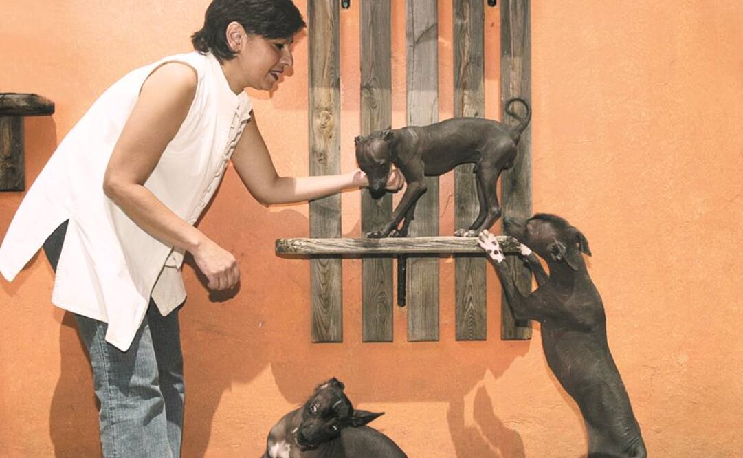 En el México prehispánico, se creía que esta raza acompañaba a sus dueños al inframundo para ayudarlos a cruzar el río Chiconahuapan, por lo que eran enterrados con su propietario. FOTO: Archivo.