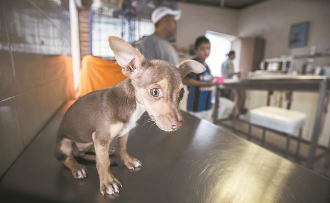 Foto: Archivo/EL UNIVERSAL 