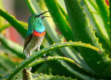 La planta que puede provocar vómitos, diarreas, inflamaciones cutáneas y mareos