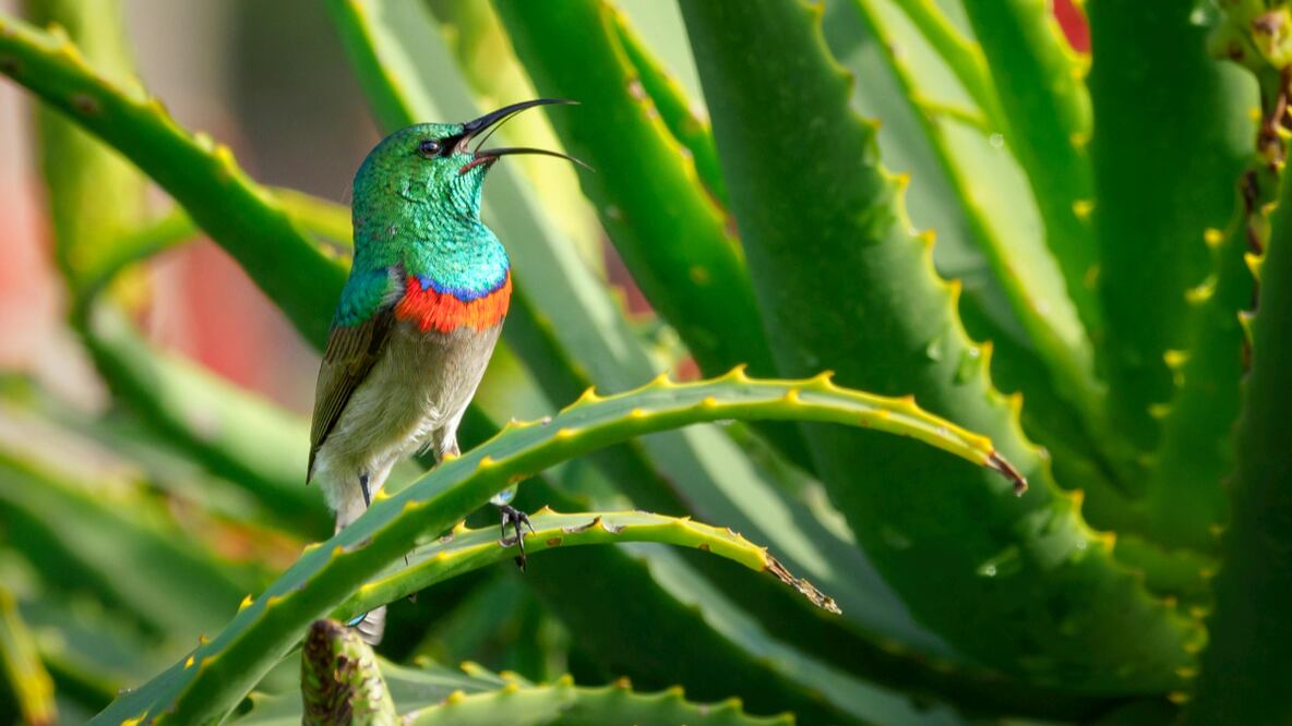 Aloe vera | Fuente: Pexels