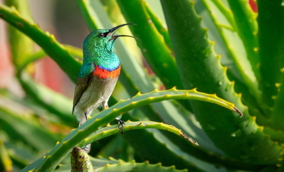 Aloe vera | Fuente: Pexels